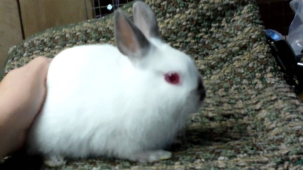 himalayan dwarf bunny