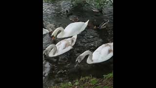 swans ducks eating