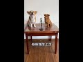 #Shuanggou Sings The Love of a Pole Dancer #The Dog Has Turned into a Spirit #Cute Pets Are Funny