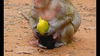 Because of food Mom Popeye Make Baby Hurt| Baby Scare While Mom Put Big food On Head.