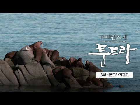 얼음이 사라진 북극, 쉴 곳 잃은 바다코끼리의 비극 | SBS 스페셜 [N]