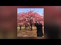 Spring in Japan/ March,April,May/Tokyo at its prettiest/Cherry blossom season / visit-March 2019
