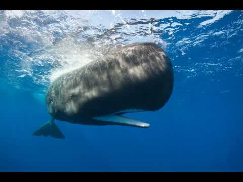 Більш ніж абетка Морзе: чи використовують кашалоти голосні звуки для спілкування?