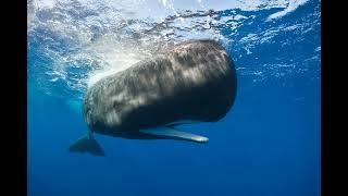 Beyond Morse Code Do Sperm Whales Use Vowels To Communicate?