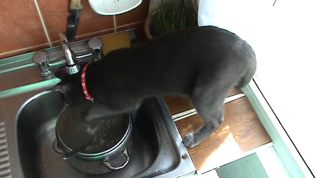Funny cat washing dishes  YouTube