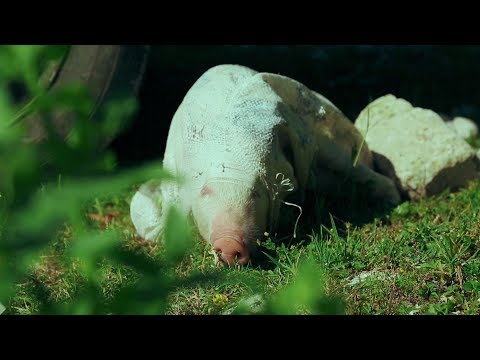 „ფერმა\" - 3 ივნისს, 12:15 საათზე