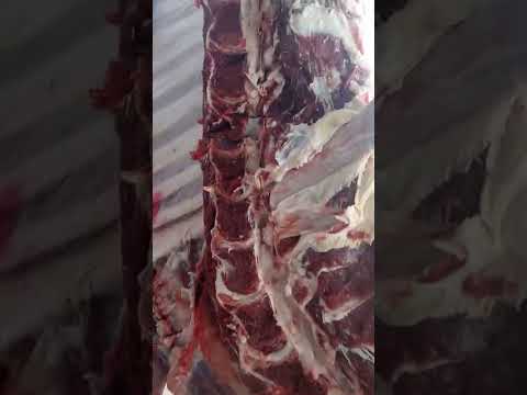 ايه رايكم في شط المقادم شغل معلم امير شلدم