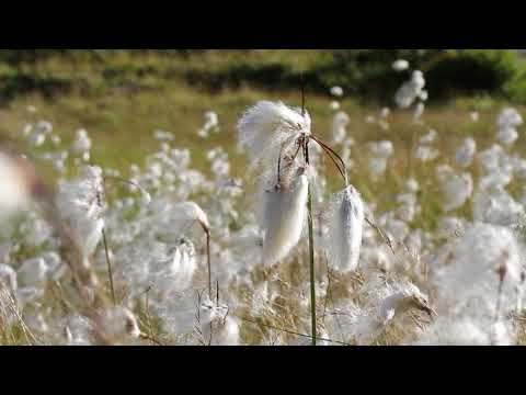 Vidéo: Loch à Feuilles étroites