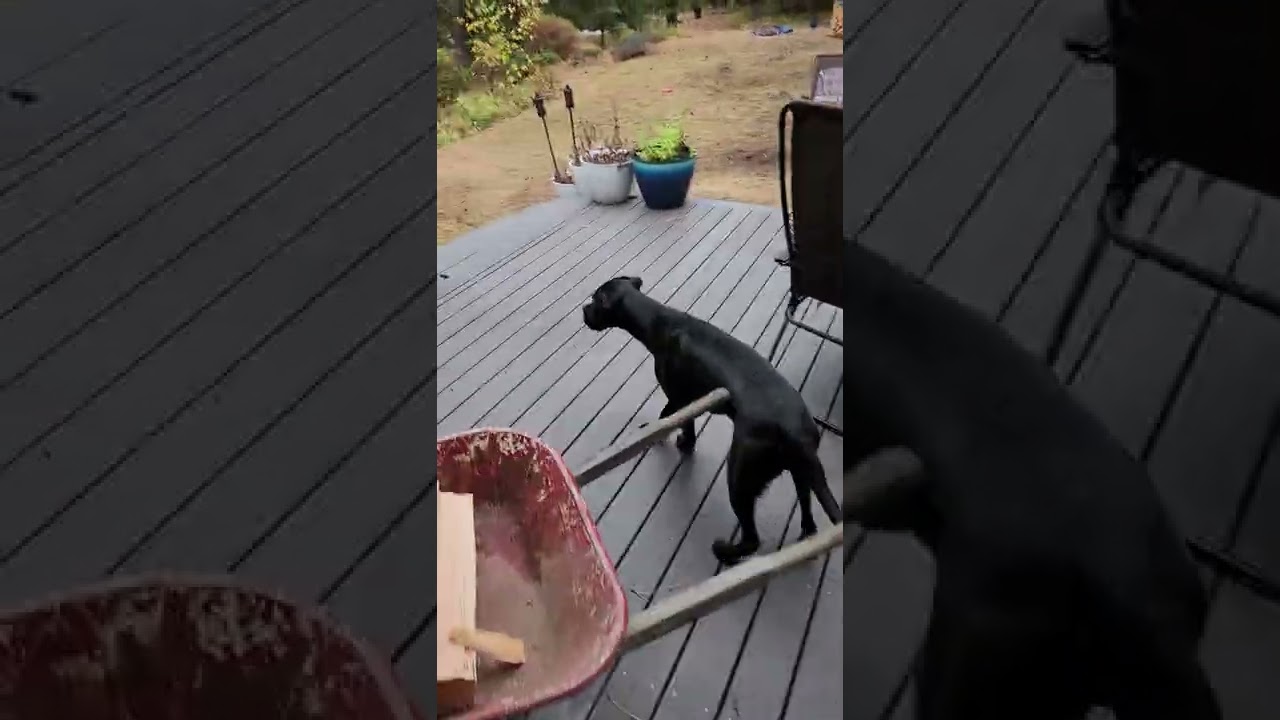 Boxer/Black Lab anti turkey device.  She almost got us some Thanksgiving dinner