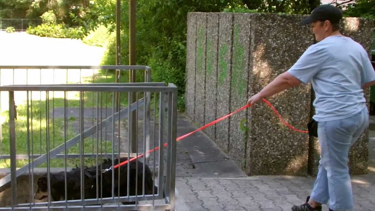 Mantrailing_Fly_Karlsruhe_280512_Trail 1