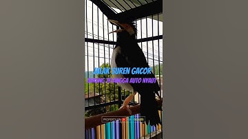 [asmr] Jalak Suren Gacor Terapi Jalak Suren Macet, Jalak Suren Muda Agar Cepat Gacor #shorts #asmr