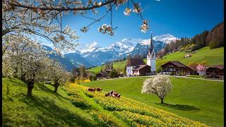 : Beautiful Spring Vibes in Switzerland with  Cherry Blossoms andDaffodils