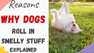 Why Do Dogs Roll in Smelly Things (Explained)