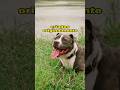 Você conhece essa máquina? #pitbull #animais #fypシ゚viralシ