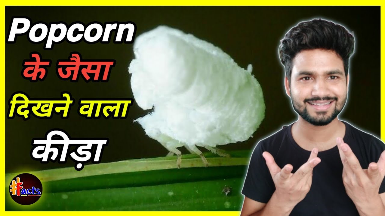 चलता🏃फिरता Popcorn🍿| Popcorn🍿जैसा कीड़ा 🐛|😱 Walking🏃 popcorn🍿| 