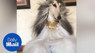 World's most stylish pooch lives glamorous life  Daily Mail