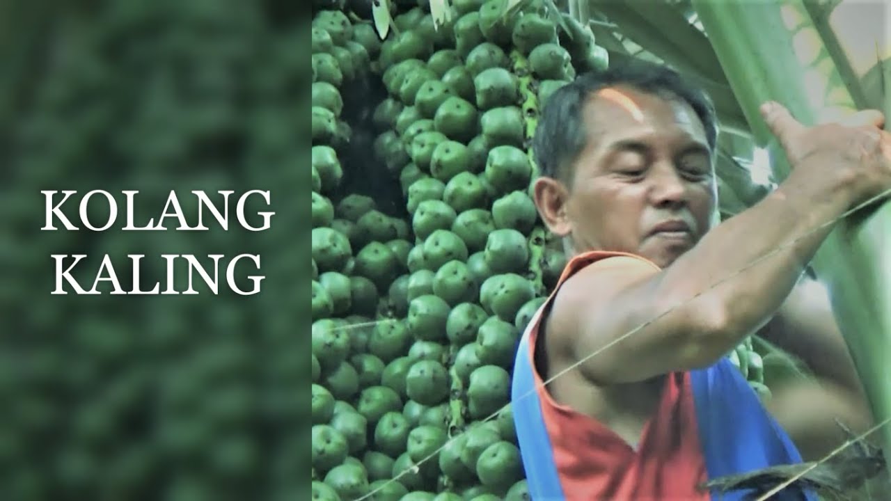 KOLANG-KALING, asal usul dan pengolahanya 