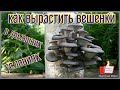 Как вырастить Вешенки в домашних условиях!Часть 1.