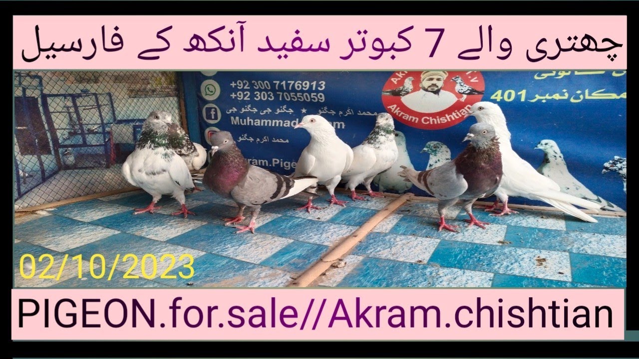 PIGEON.for.sale//PIGEON.Karnal//کارگو آل پاکستان چینل لائک سبسکرائب