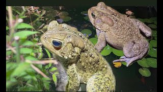 Protecting Our Neighborhood Toads