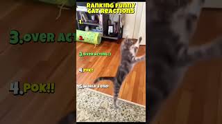 Ranking funny cat reactions