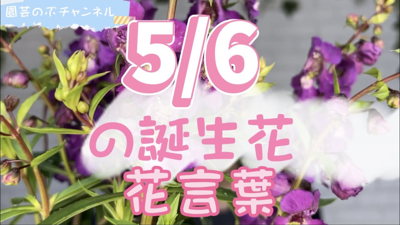 5 6の誕生花と花言葉 園芸のぶチャンネル ５月 ６日 ガーデニング 雑学 トリビア アンゲロニア Youtube