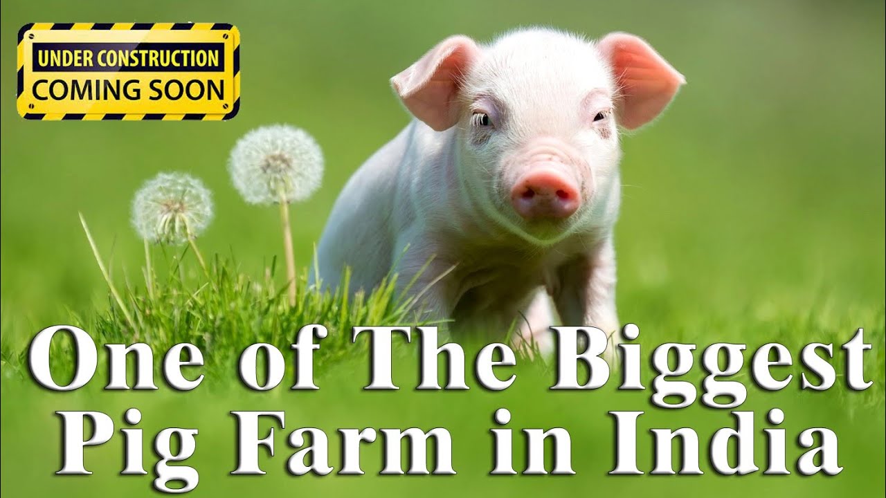 One Of The Biggest Pig Farm In India one-of-the-biggest-pig-farm-in-india