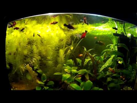 Пецилия живородящая/ Xiphophorus maculatus - Аквариумные тропические рыбы качество HD