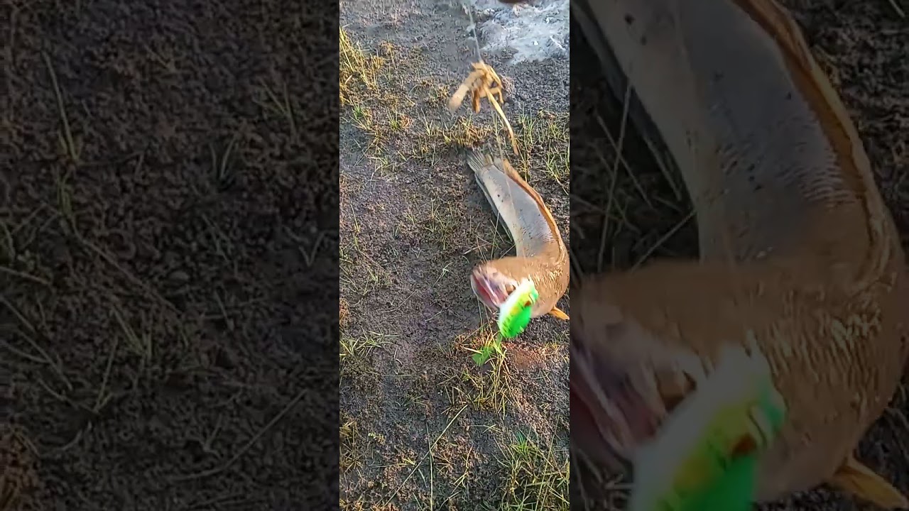 amazing snakehead fishing/fishing hunting/frog fishing hunting/ 