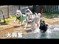 【大興奮】今年初プールで暴れ回るハスキー兄弟がこちら...笑 【シベリアンハスキー】
