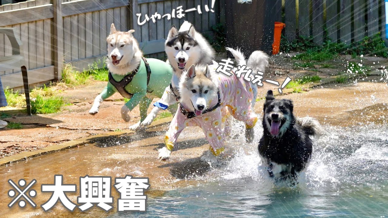 【大興奮】今年初プールで暴れ回るハスキー兄弟がこちら...笑 【シベリアンハスキー】