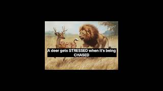 STRESS FOR WHAT!?#live #stress #stressrelief #happy #life