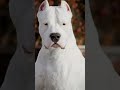 dogo argentino versus campus #pitbull #germanshepheard #germanshepheard #pitbull #facts #trending