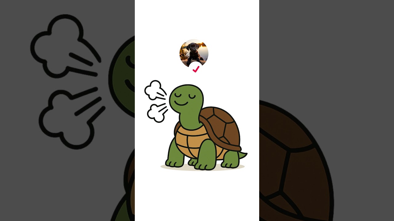 Deshalb leben Schildkröten so lange 🐢 #schildkröte #tiere #Umweltbildung #EinfachErklärt