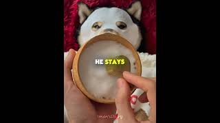 Why This Dog Is Living the Absolute Dream 🏠💤 #shorts