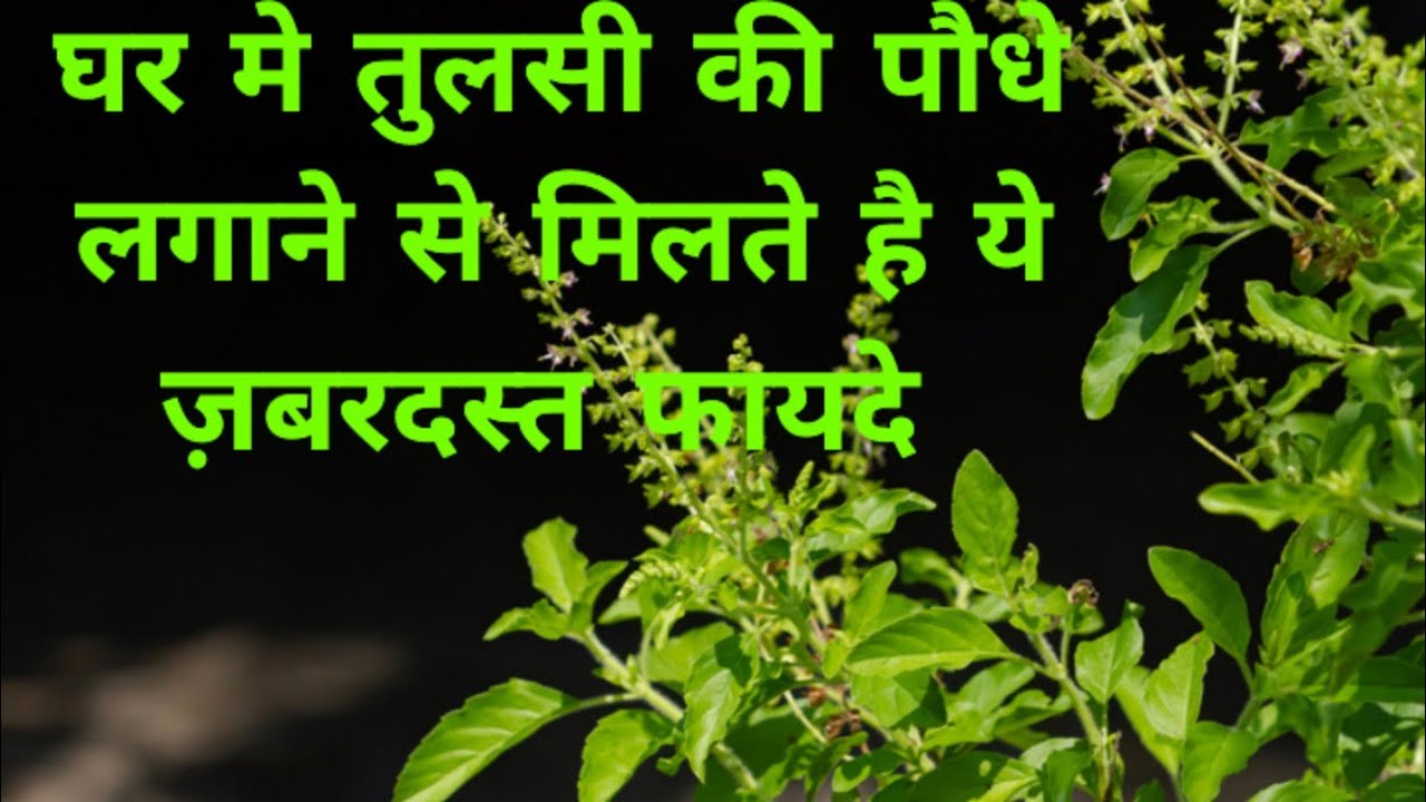घर पर तुलसी की पौधे लगाने से मिलते है ये ज़बरदस्त फायदे #Tulsi#hindudeity#youtubevideo