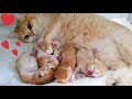 😍 Golden British Shorthair cat and her incredibly beautiful babies