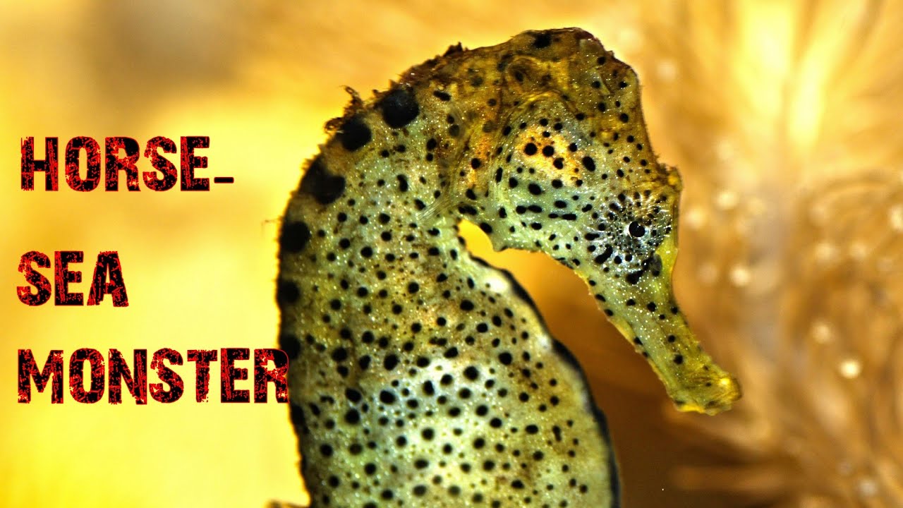 Sea Horse