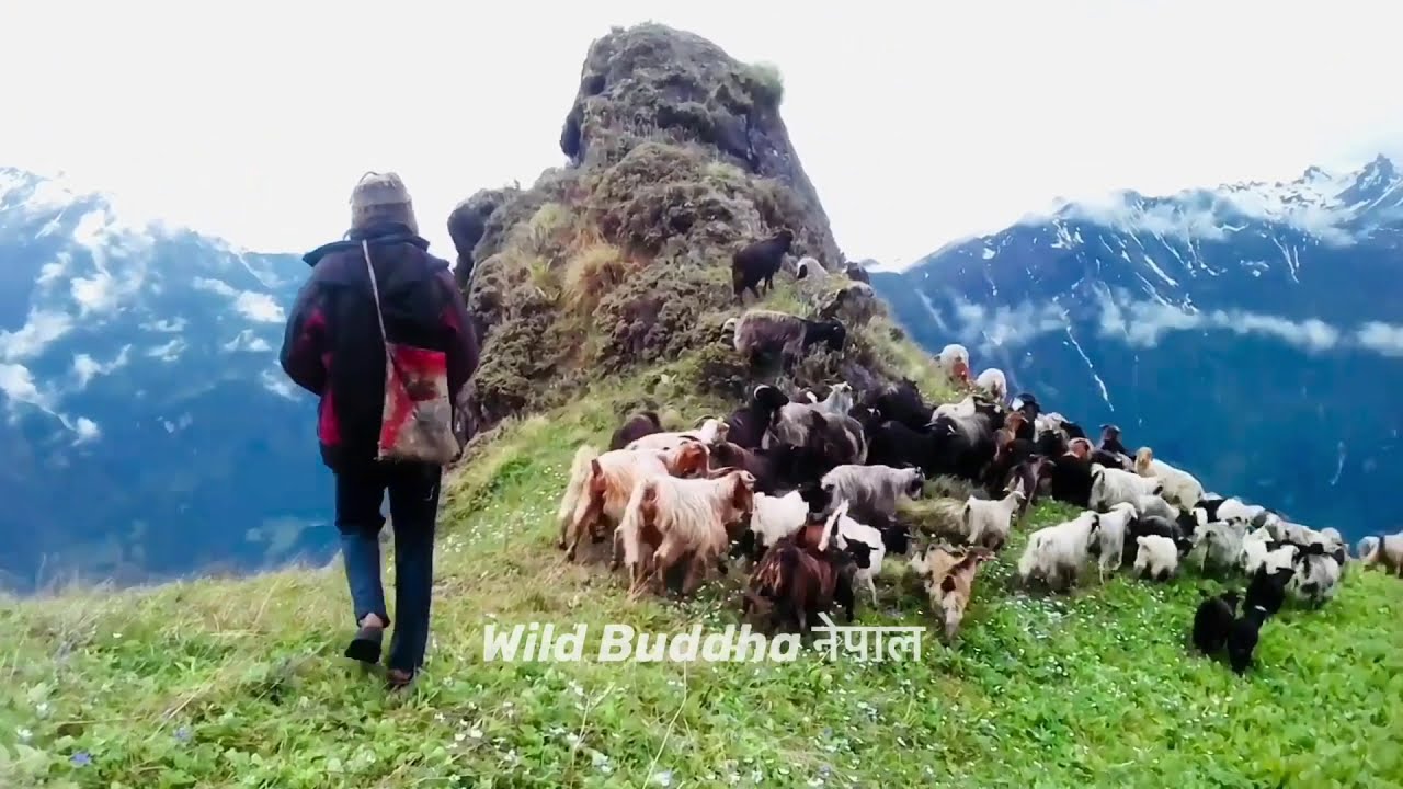 Sheep Herds in the Himalayas || Nepal 
