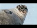 Pregnant Polar Bear hunts seals | Animals: The Inside Story | BBC