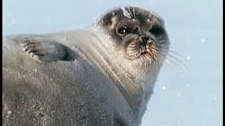 Pregnant Polar Bear Hunts Seals to Survive Winter | Animals: The Inside Story | BBC Earth