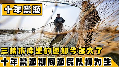 長江禁漁十年間，漁民們將何以為生？裏面的魚都長到多大了？【藍鯨科普局】 - 天天要聞