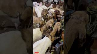 Healthy Goat Selection Guide | Goat Information in hindi #ytshorts#goatfarm#goatfarming#farming