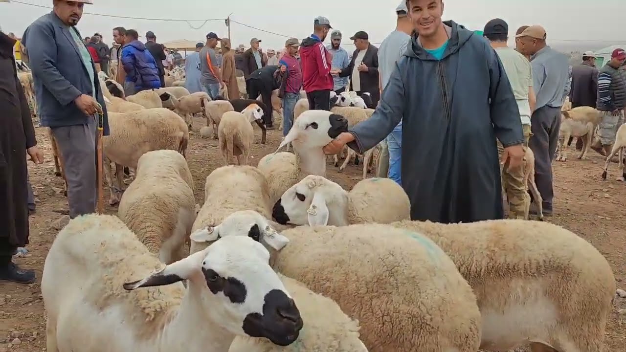 اليوم من سوق حد البروج إقليم سطات مع اتمنة النعجة والدة وضارة رواسية 