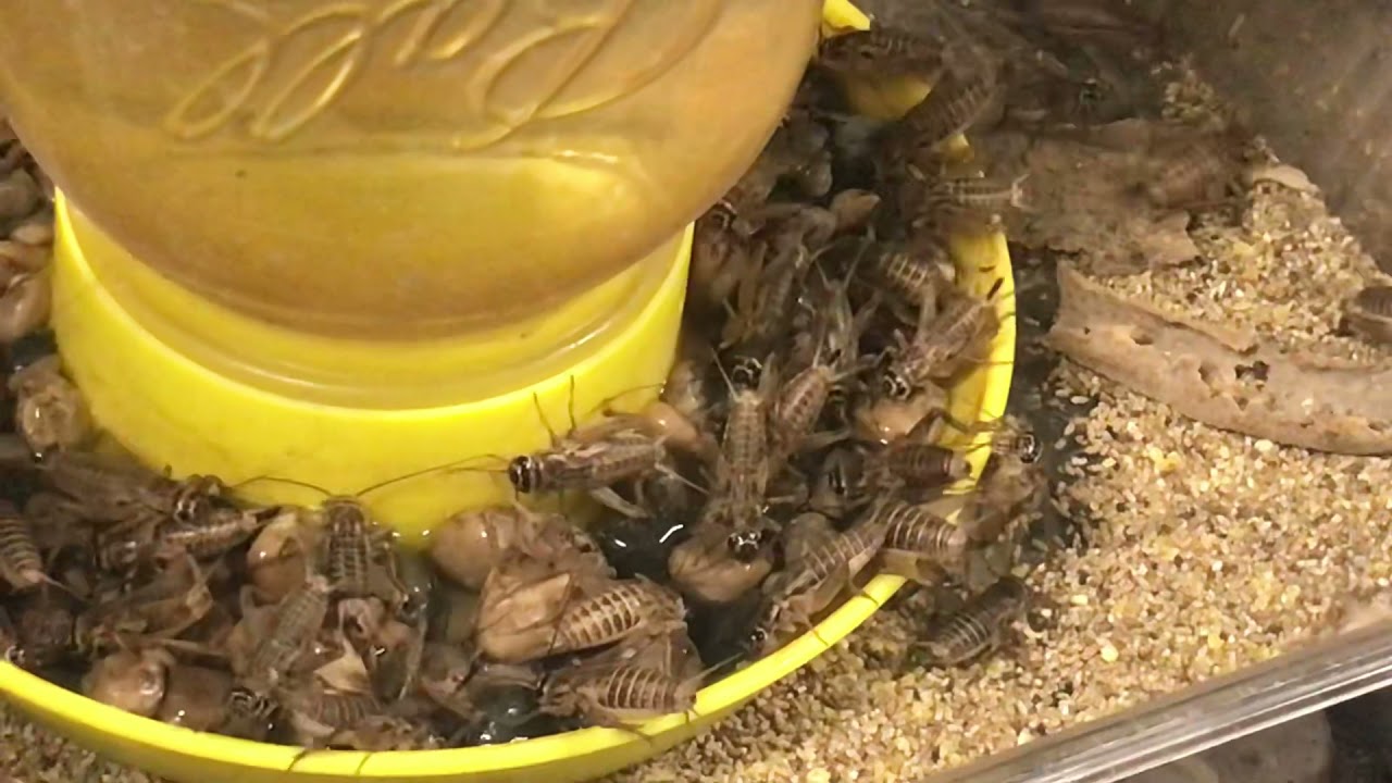 Crickets Drinking Water YouTube