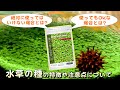 【水草の種】初心者でも簡単に水草の絨毯（草原）を作れるが...「絶対に使ってはいけない場合」と「使っても大丈夫な場合」がある話【特徴や注意点】