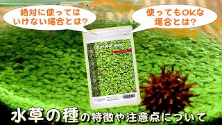 【水草の種】初心者でも簡単に水草の絨毯（草原）を作れるが...「絶対に使ってはいけない場合」と「使っても大丈夫な場合」がある話【特徴や注意点】