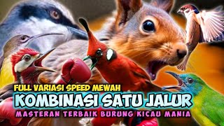 Download Lagu MASTERAN MEWAH CUKUP SATU JALUR MAIN SUPER SAMBUNG DIGANTANGAN LOMBA BURUNG KICAU || MASTERAN MURAI MP3 Download Lagu MASTERAN MEWAH CUKUP SATU JALUR MAIN SUPER SAMBUNG DIGANTANGAN LOMBA BURUNG KICAU || MASTERAN MURAI MP3