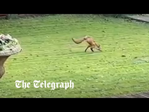 Watch the bizarre moment a two-legged fox is spotted in a Derbyshire garden