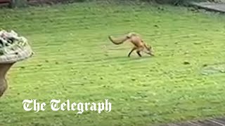 video: Two-legged fox does not need rescuing after living on Spam and dog food